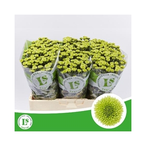 CHR SAN CAL MINTY