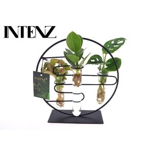 Overig kamerplanten gemengd