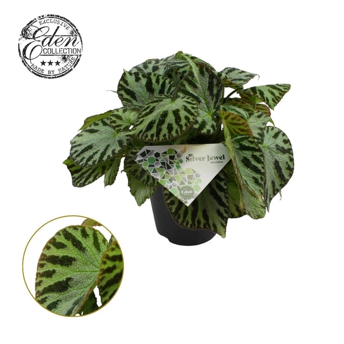 <h4>Begonia Silver Jewell 15cm</h4>
