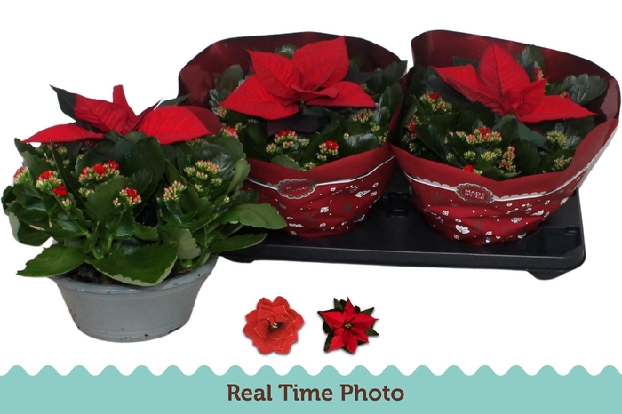 <h4>KAL GE DON JUSTINO</h4>