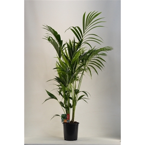 KENTIA - P24 H170 - 6PP (Howea forsteriana)