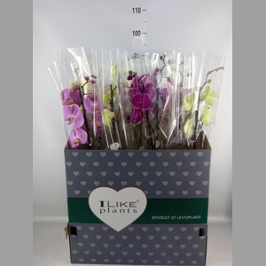 Phalaenopsis   ...mix