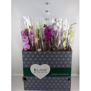 Phalaenopsis   ...mix