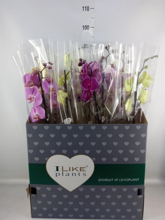 <h4>Phalaenopsis   ...mix</h4>