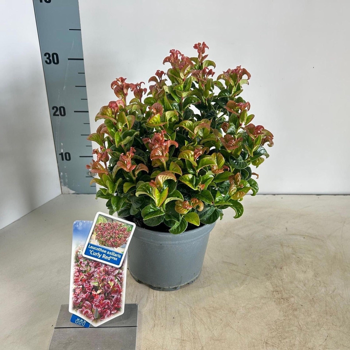 <h4>Leucothoe axillaris Curly Red</h4>