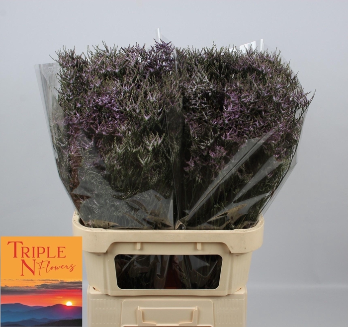 <h4>LIM SAF LILAC</h4>