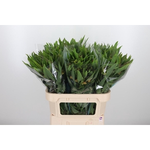 Alstroemeria Dancing Queen 85 Gram