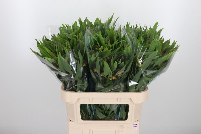 <h4>Alstroemeria Dancing Queen 85 Gram</h4>