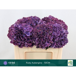 Hydrangea  'Magical Rubyred Lilac'