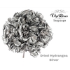 DRIED HYDRANGEA SILVER
