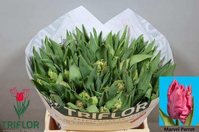 <h4>TU PA MARVEL PARROT</h4>