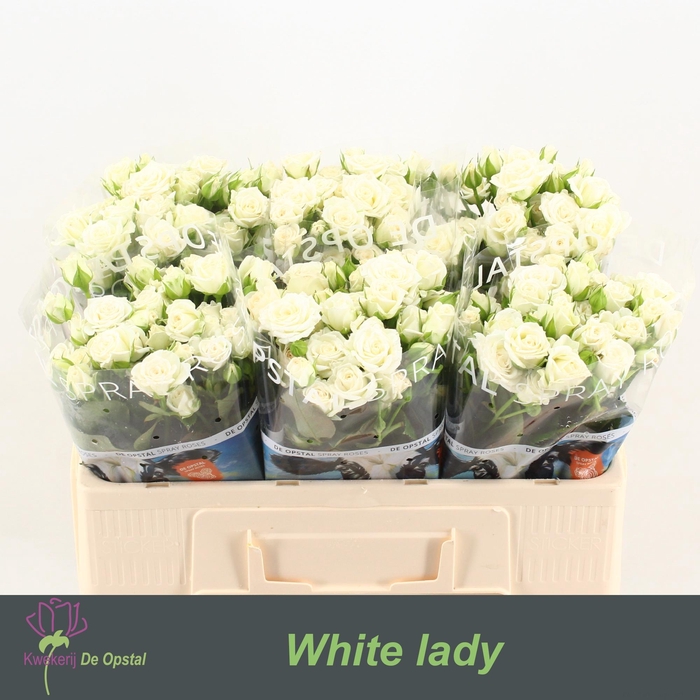 <h4>R Tr White Lady</h4>