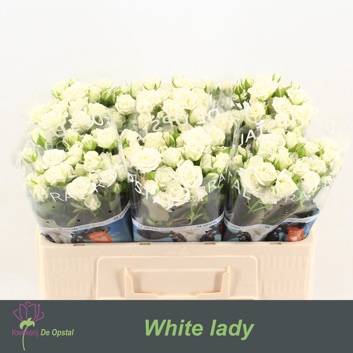 <h4>R tr White Lady</h4>