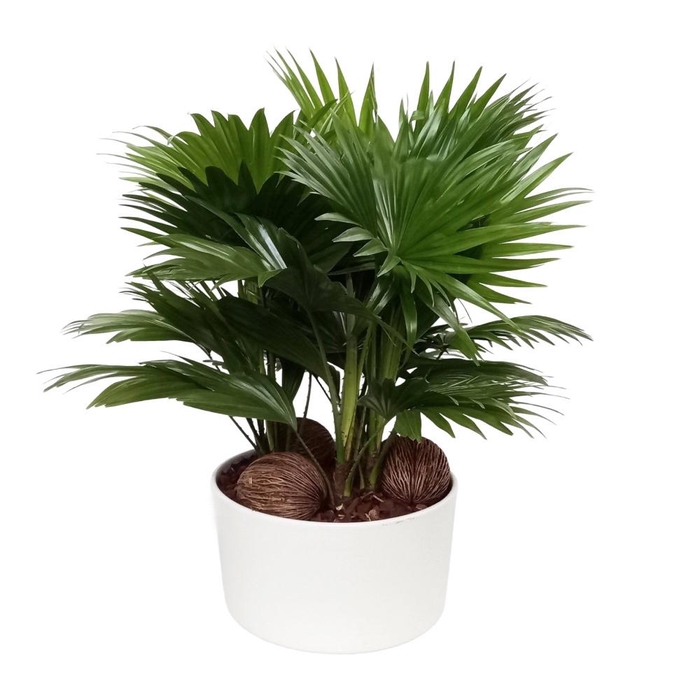 <h4>Livistona in Andorra 3 pp Glans</h4>