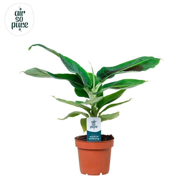 <h4>Musa Oriental Dwarf (zonder hoes)</h4>