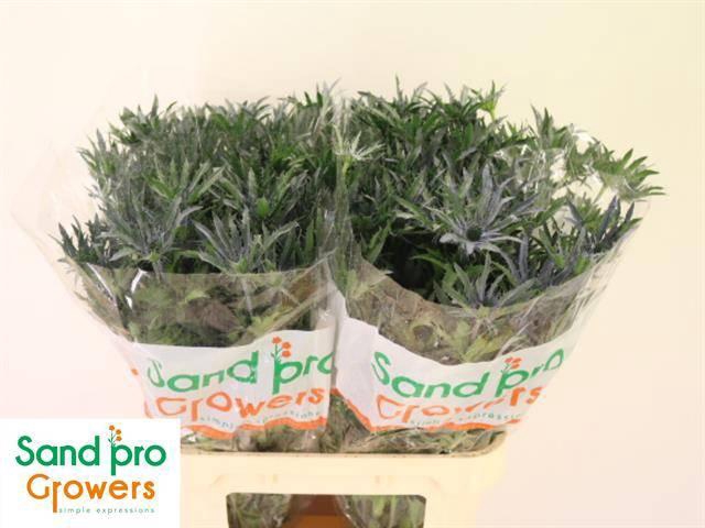 <h4>Eryn A Blue Star</h4>