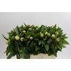 Paeonia Sunny Girl