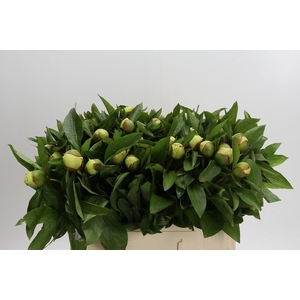 Paeonia Sunny Girl
