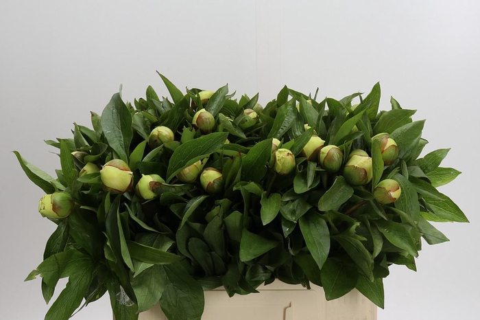 <h4>Paeonia Sunny Girl</h4>