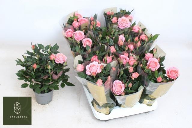 <h4>RO ADELE KORD GR</h4>