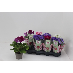 PRIM OB SWEETK A GEM