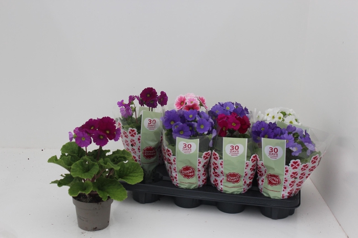 <h4>PRIM OB SWEETK A GEM</h4>