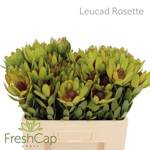 Leucad Rosette