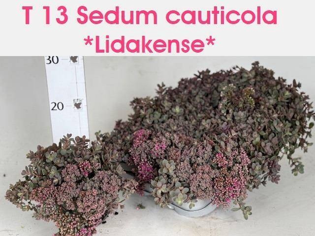 <h4>SEDUM CAUT LIDAKENSE</h4>