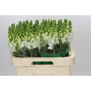 Antirrhinum Avignon White Imp