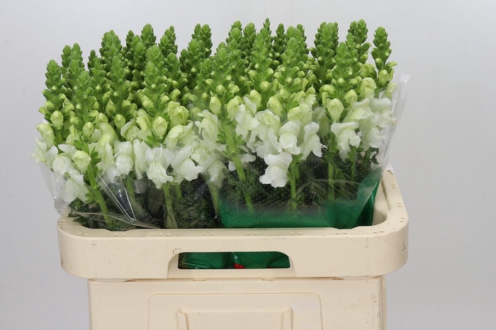 <h4>Antirrhinum Avignon White Imp</h4>