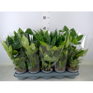 Fatsia japonica   ...