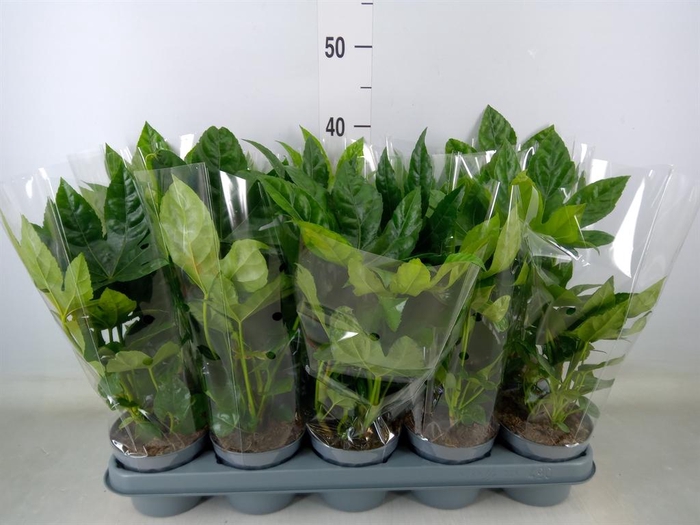 <h4>Fatsia japonica   ...</h4>