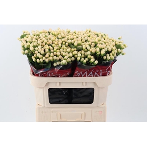 Hyp Cool Romance Latitude