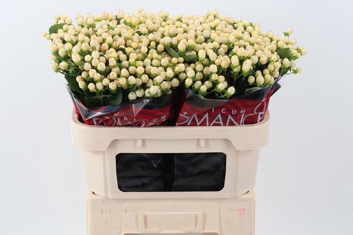 <h4>Hyp Cool Romance Latitude</h4>