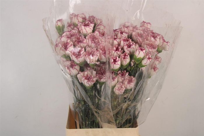 <h4>Di St Jupiter</h4>