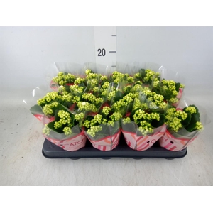 Kalanchoe blos. 'Calandiva Whites'