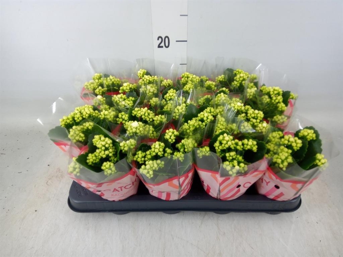 <h4>Kalanchoe blos. 'Calandiva Whites'</h4>