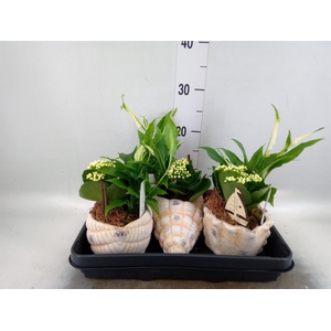 Arr.    Planten  L%