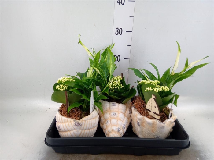 <h4>Arr.    Planten  L%</h4>