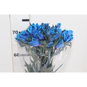 ALSTROEMERIA TINGIDA 080 CM AZUL