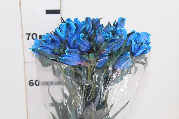 <h4>ALSTROEMERIA TINGIDA 080 CM AZUL</h4>