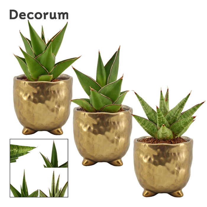 Sansevieria Crown mix 6 cm in Sigma (Deco-collection)