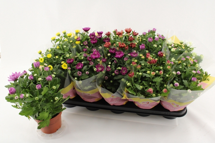 arr8 Chrys Gevuldbl Gem