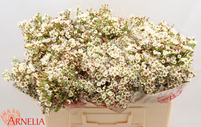<h4>Chamelaucium Morning Delight</h4>