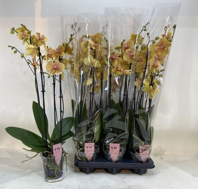 <h4>PHAL OV GEEL</h4>