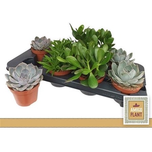 Succulenten gemengd 5 soorten