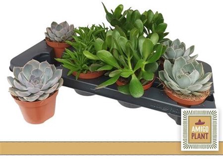 <h4>Succulenten gemengd 5 soorten</h4>