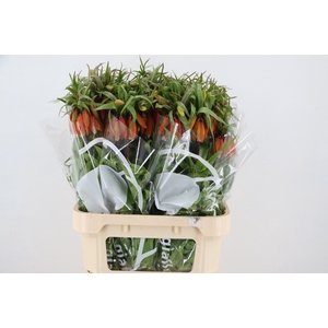 FRIT IM ORANGE BEAUT