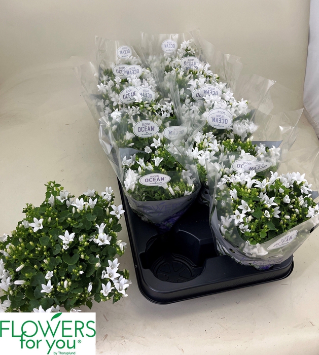 <h4>CAMP POR OCEAN</h4>