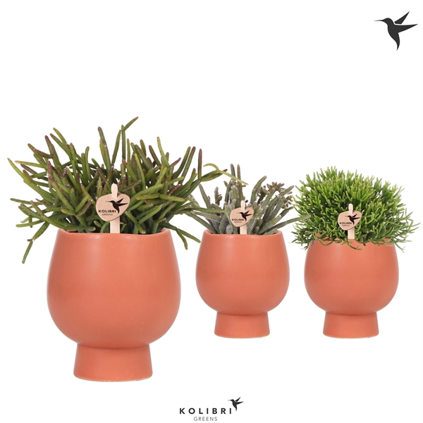 <h4>Kolibri Greens Rhipsalis mix in Scandic pot terracotta</h4>